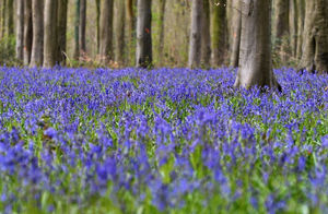 Bluebells flowering - NOW!