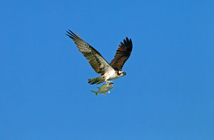 Ospreys nesting - NOW!